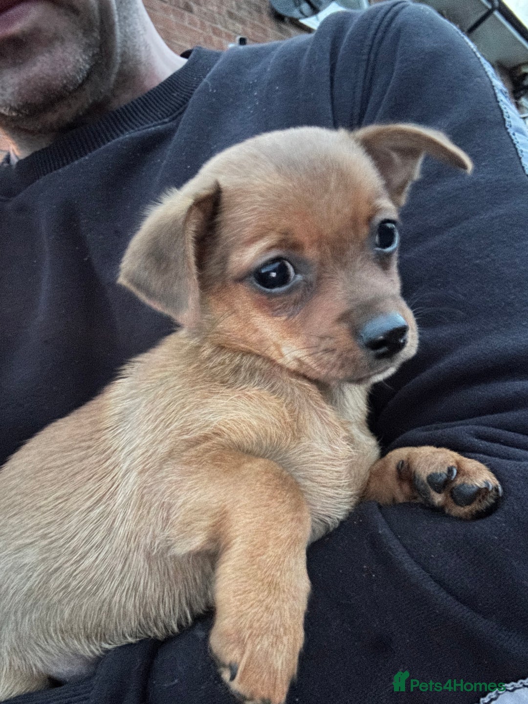 Chihuahua dogs for sale: Chihuahua X puppies  - Image 18