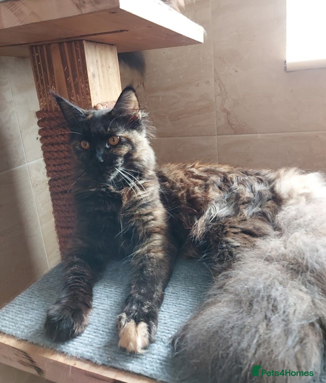 Maine Coon cats DNA TESTED MAINE COON FEMALE KITTEN !!!  - Advert 2