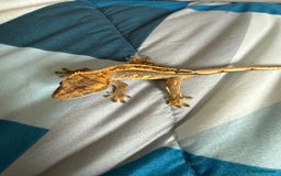 Gecko reptiles for sale: 2x baby crested gecko and full bioactive setup - Image 7
