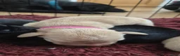 Labrador Retriever dogs for sale: Labrador puppies - Advert 33
