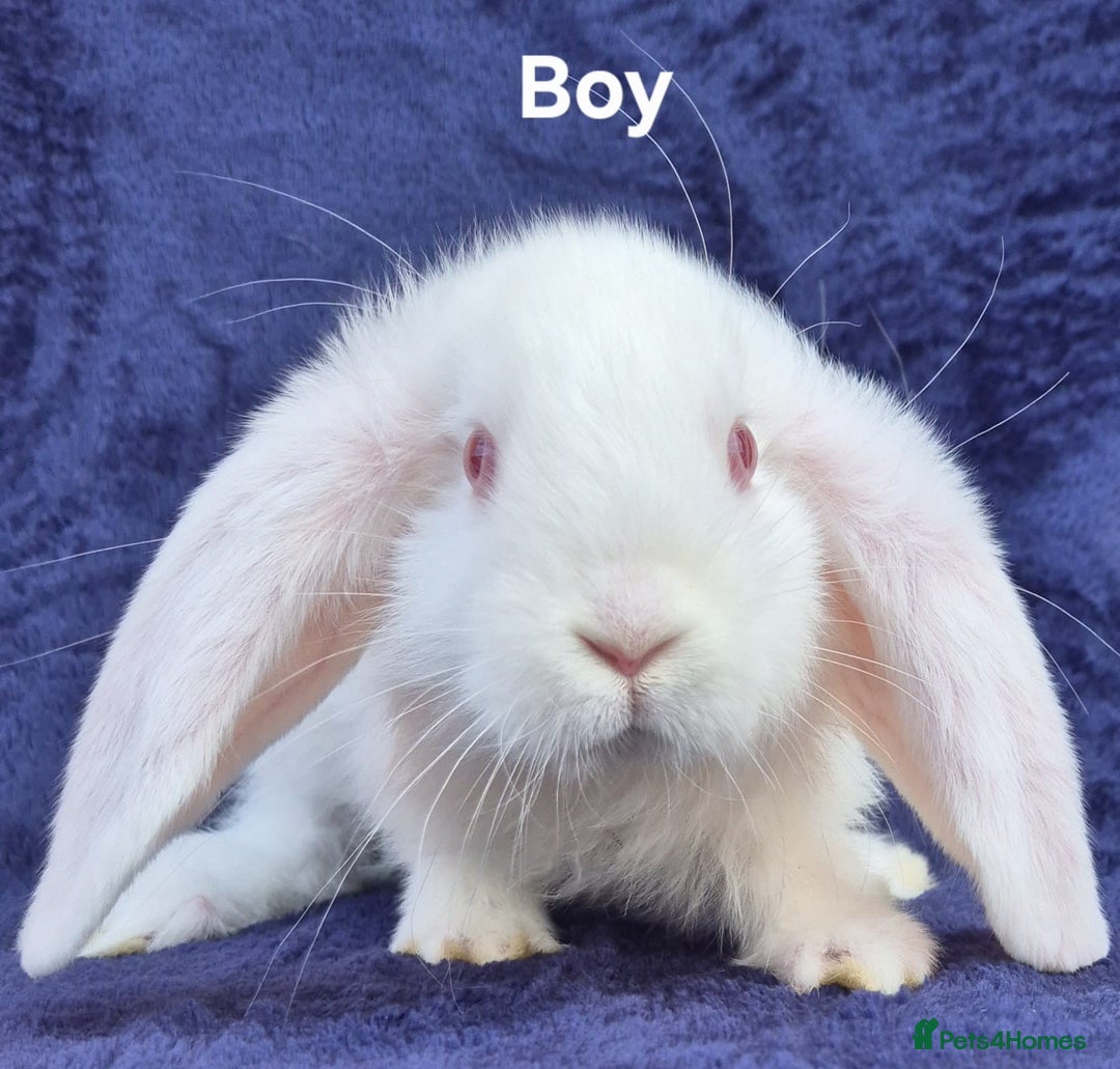 French Lop rabbits for sale: Friendly french lops - Image 6