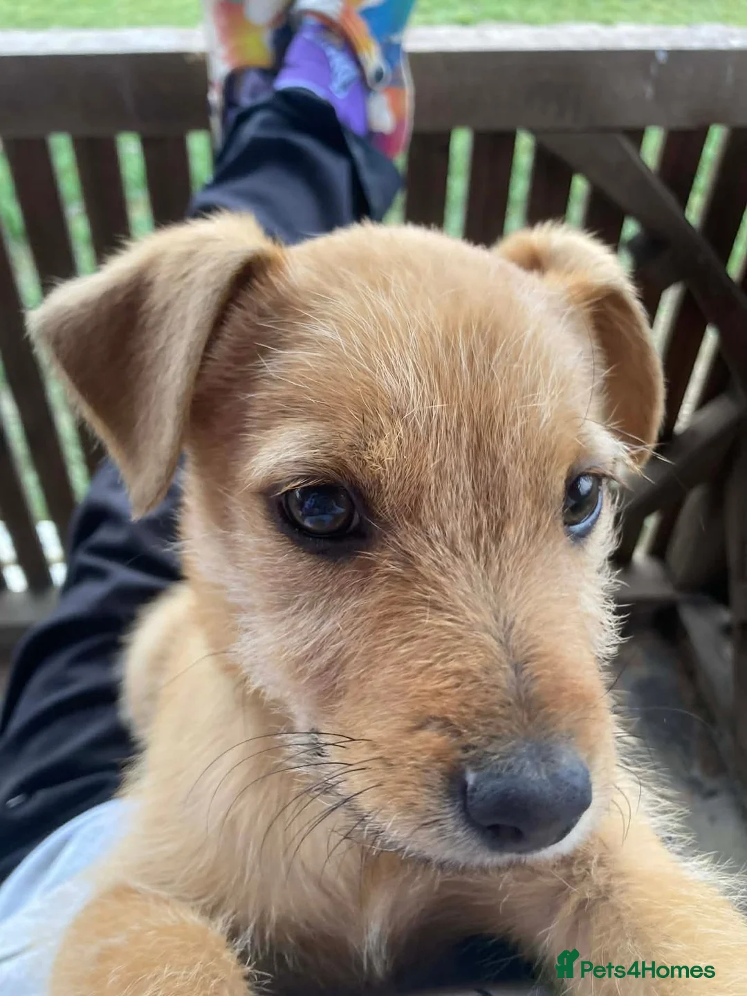 Mixed Breed dogs for adoption: Luna - Norwich Norfolk  in Norwich - Advert 2