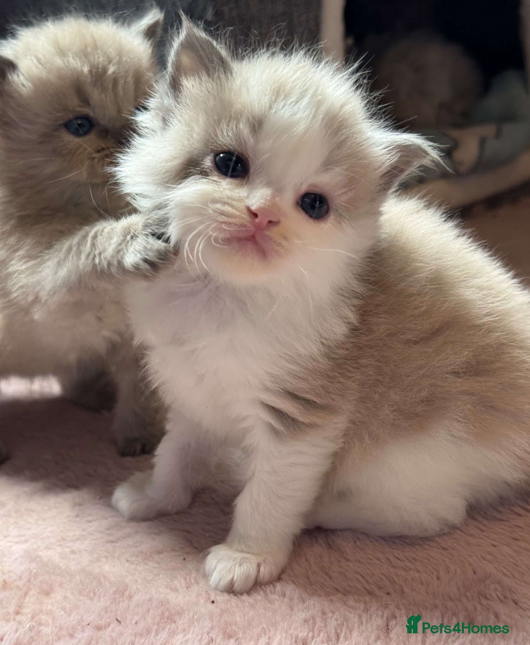 Ragdoll cats Cherubim ragdoll  - Advert 1