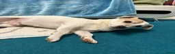 Jack Russell dogs for sale: Senior Jack Russell Terrier - Advert 2