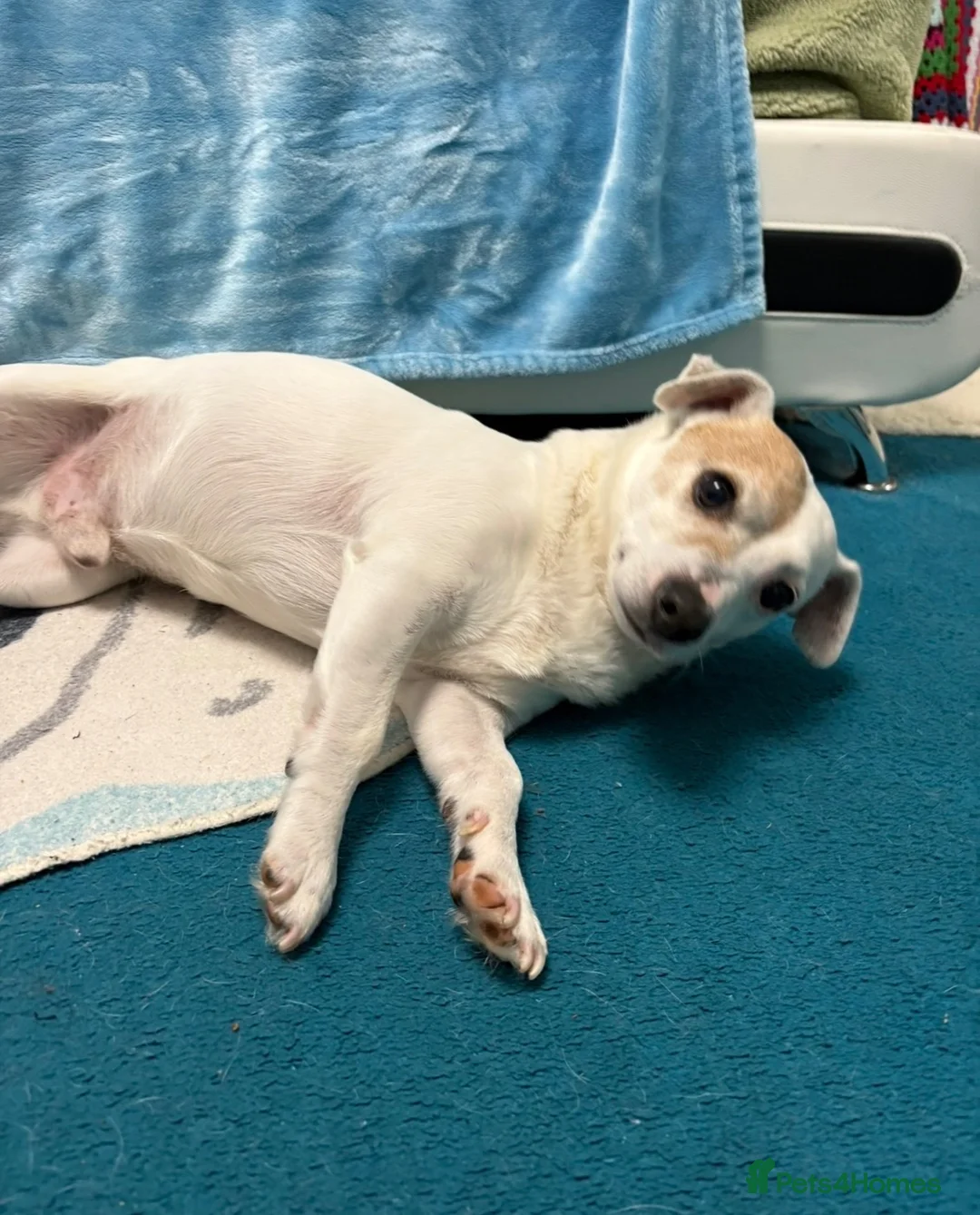 Jack Russell dogs for sale: Senior Jack Russell Terrier - Advert 2