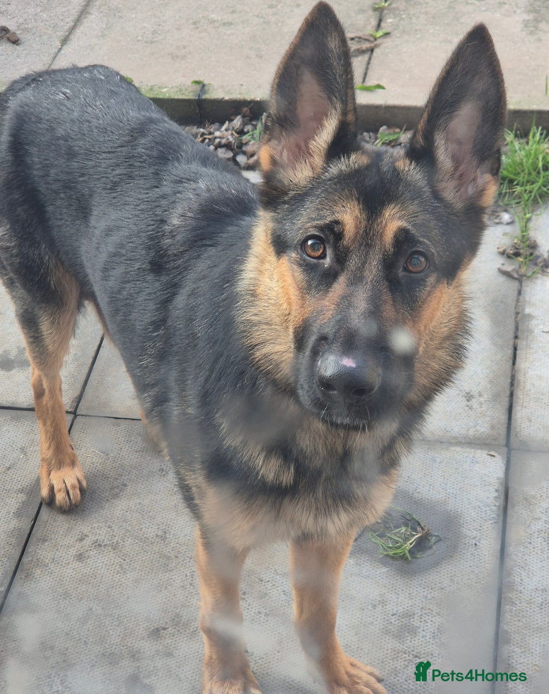 German Shepherd dogs for sale: German shepherd puppies - Advert 6