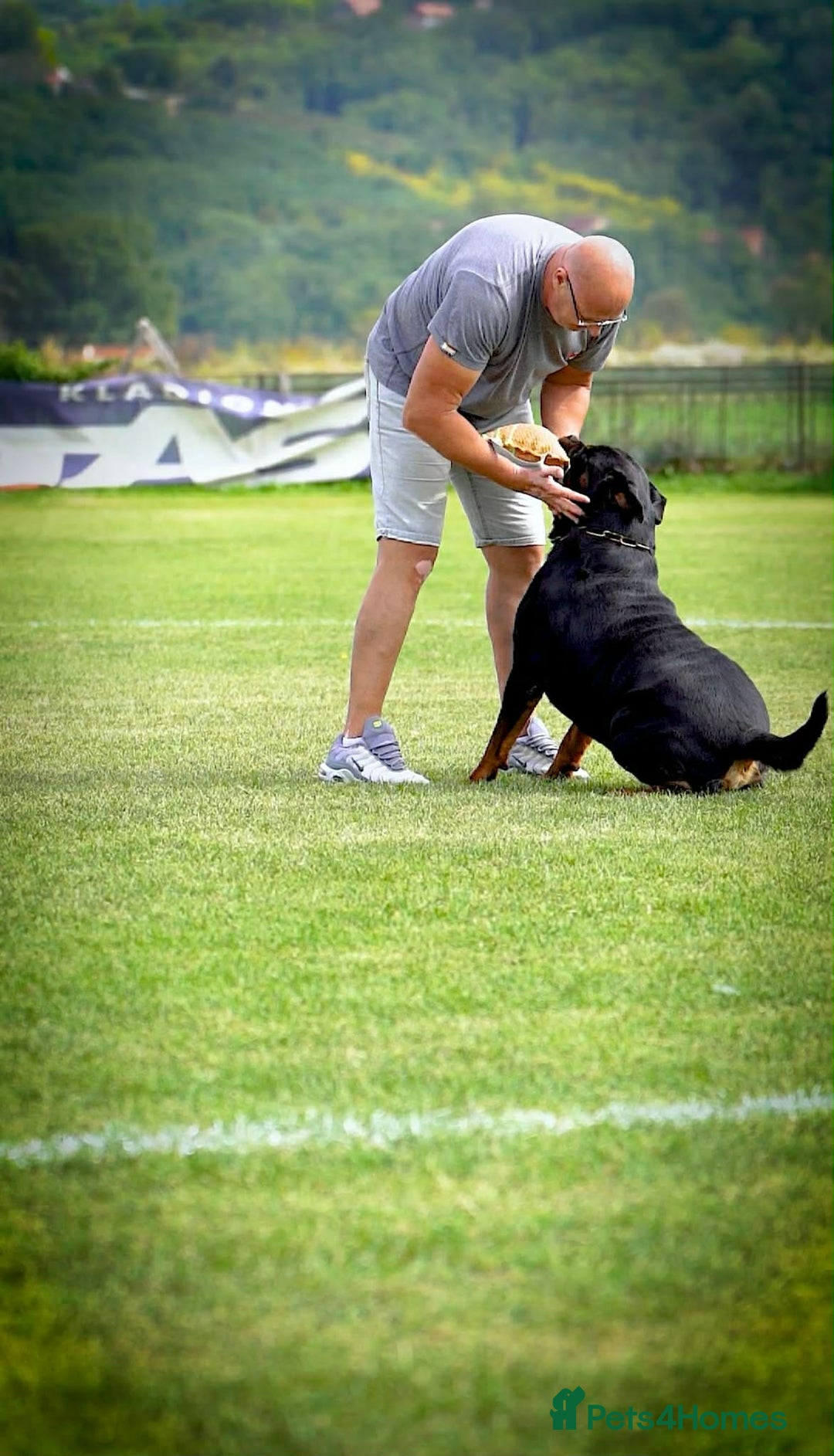 Rottweiler dogs for sale: Top quality kc pups for sale timitor X edelstein - Advert 19