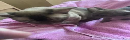 Burmese cats for sale: Beautiful brown babies GCCF - Advert 2