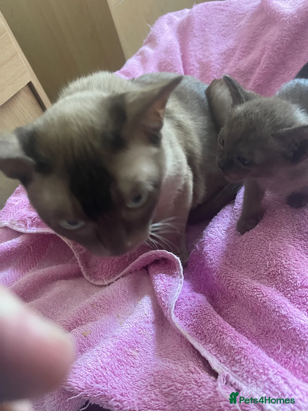 Burmese cats for sale: Beautiful brown babies GCCF - Advert 2