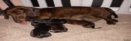 Miniature Dachshund dogs for sale: MINI DACHSHUND PUPS. PRA CLEAR.  - Advert 7