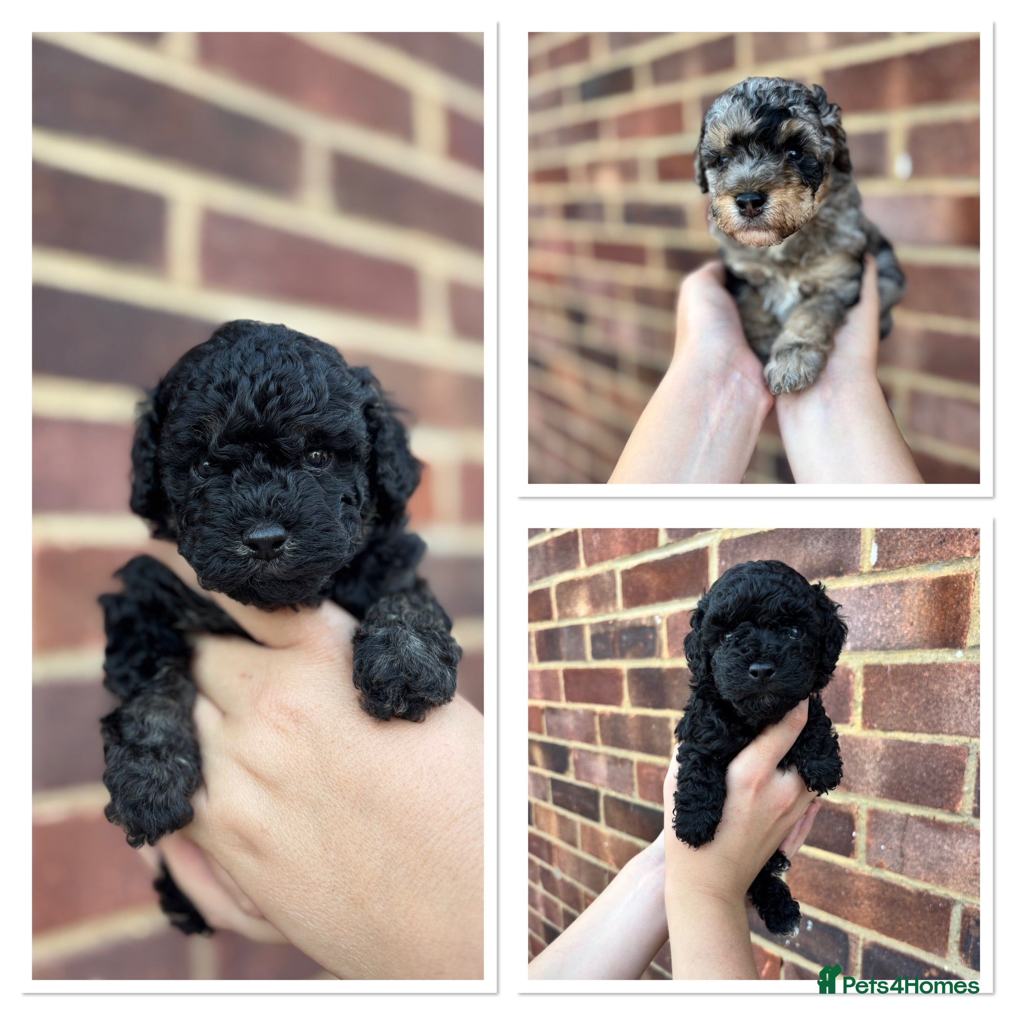 Cavapoo dogs Outstanding Cavapoo puppies - Advert 5