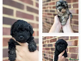 Cavapoo dogs Outstanding Cavapoo puppies - Advert 5