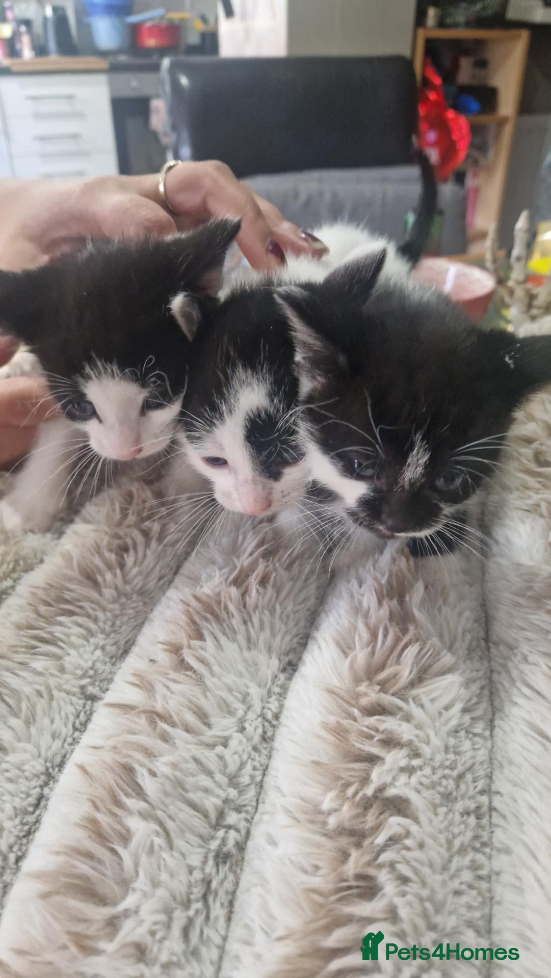 Mixed Breed cats 3 kittens - Advert 7