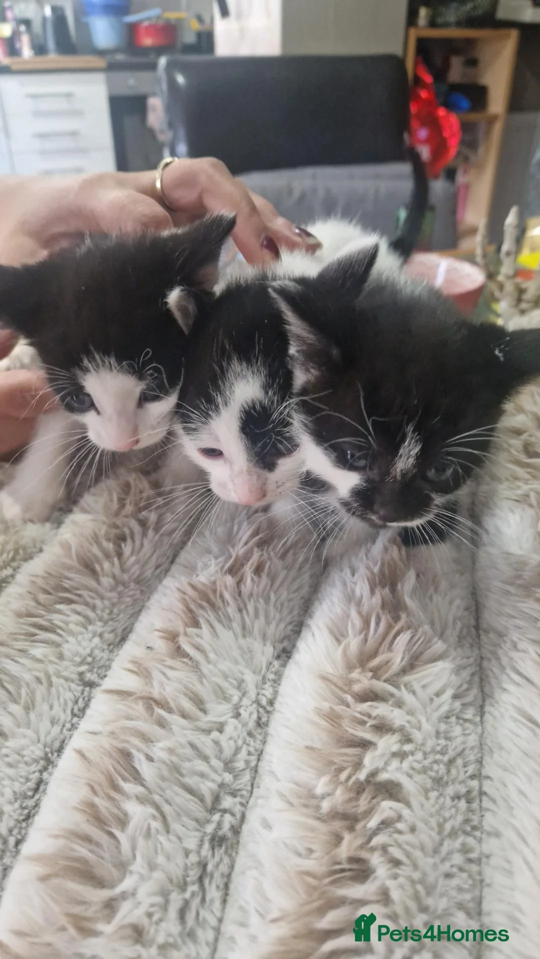 Mixed Breed cats for sale: 3 kittens in Bradford - Advert 1