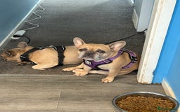 French Bulldog dogs for sale: 2 dogs need rehoming - Image 2