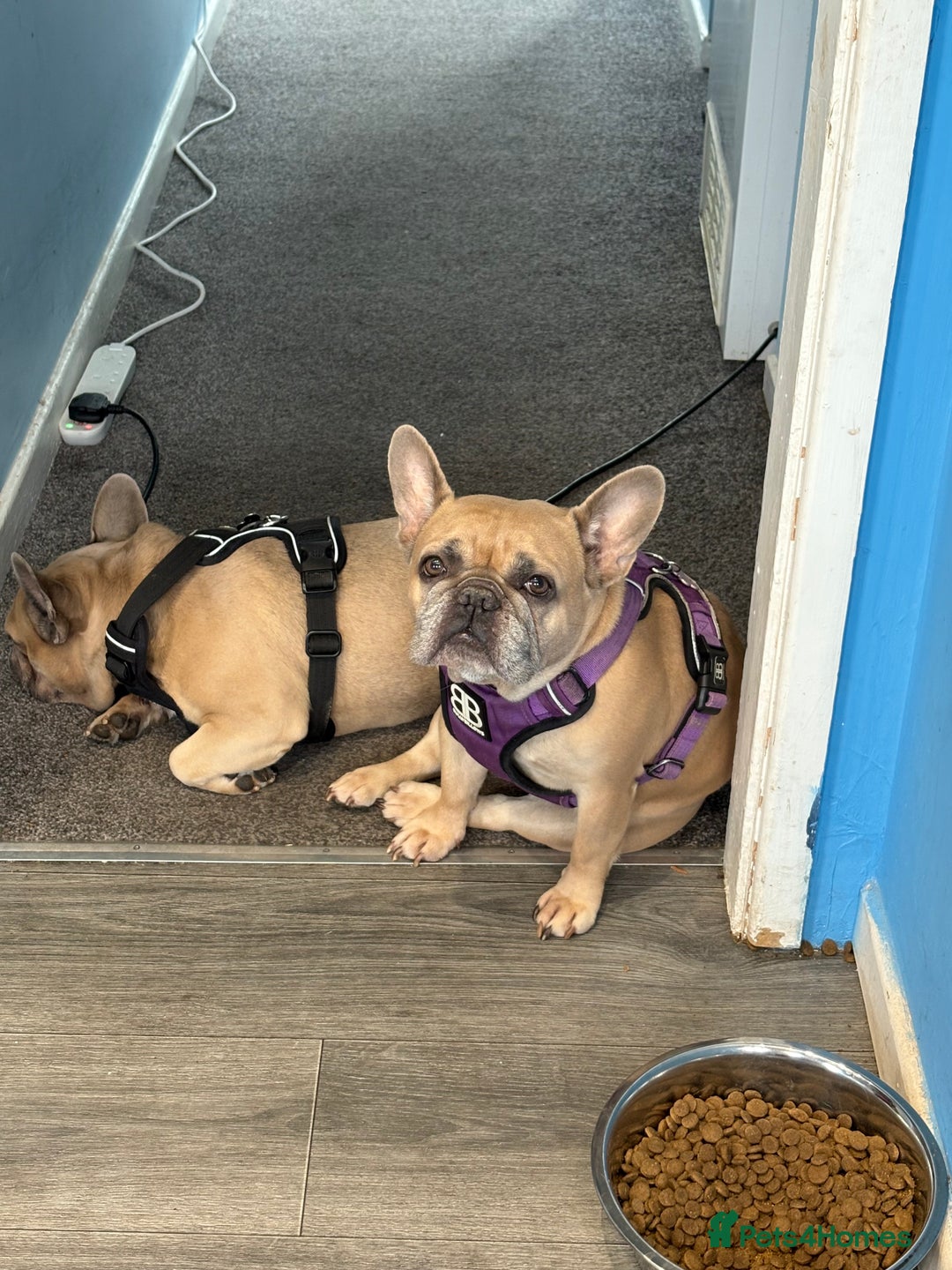French Bulldog dogs for sale: 2 dogs need rehoming - Image 2