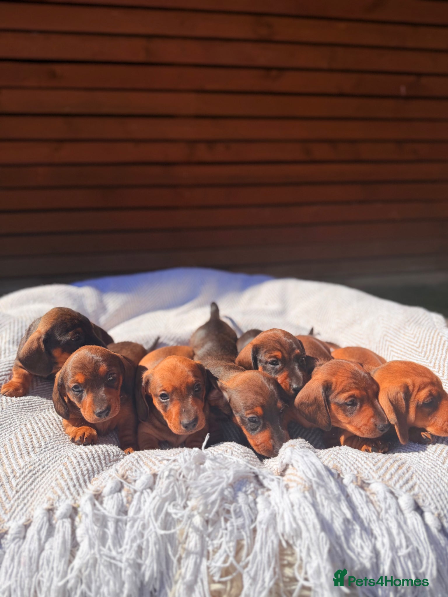 Miniature Dachshund dogs Miniature dachshunds red&shaded red - Advert 1