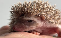 Pygmy Hedgehog rodents for sale: Ethically Bred African Pygmy Hedgehog 2 girls  - Advert 9