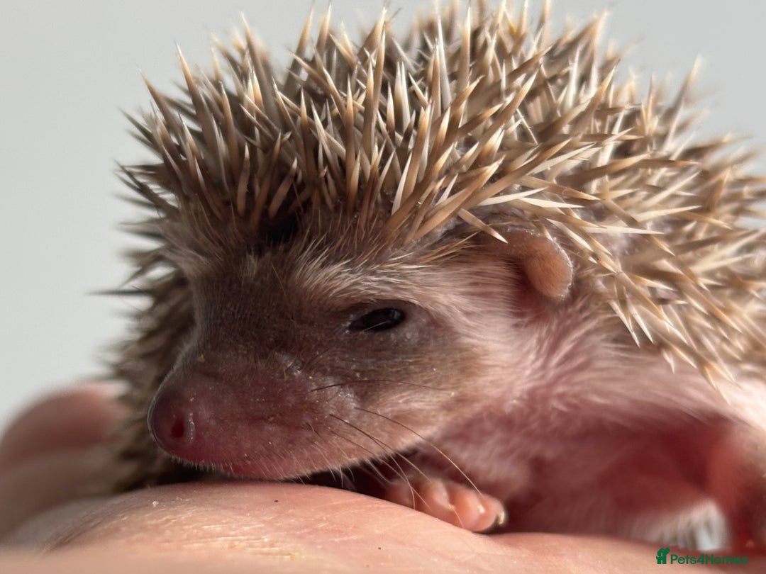 Pygmy Hedgehog rodents for sale: Ethically Bred African Pygmy Hedgehog 2 girls  - Advert 9