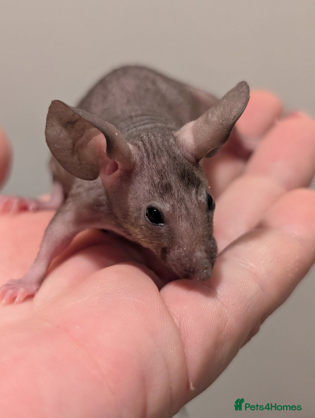 Mouse rodents for sale: Fancy mice  - Advert 4