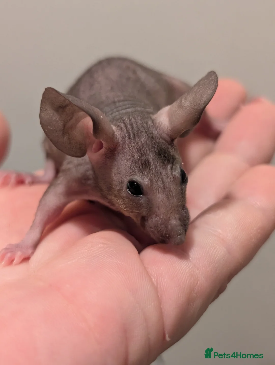 Mouse rodents for sale: Fancy mice  - Advert 4