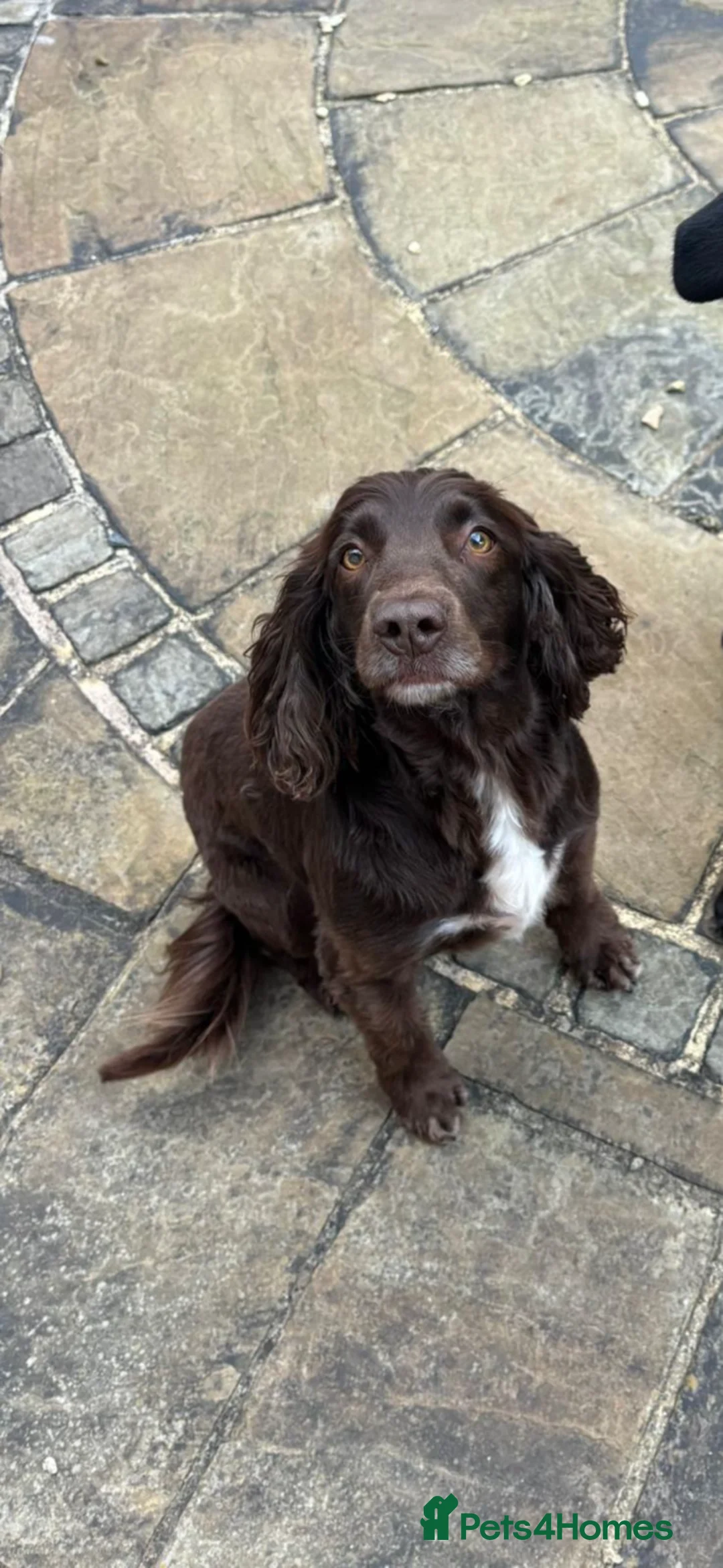 Sprocker dogs for sale: Female sprocker spaniel *NOT A PUPPY* - Advert 6