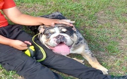 English Bulldog dogs for sale: Female British Bulldog - Image 4