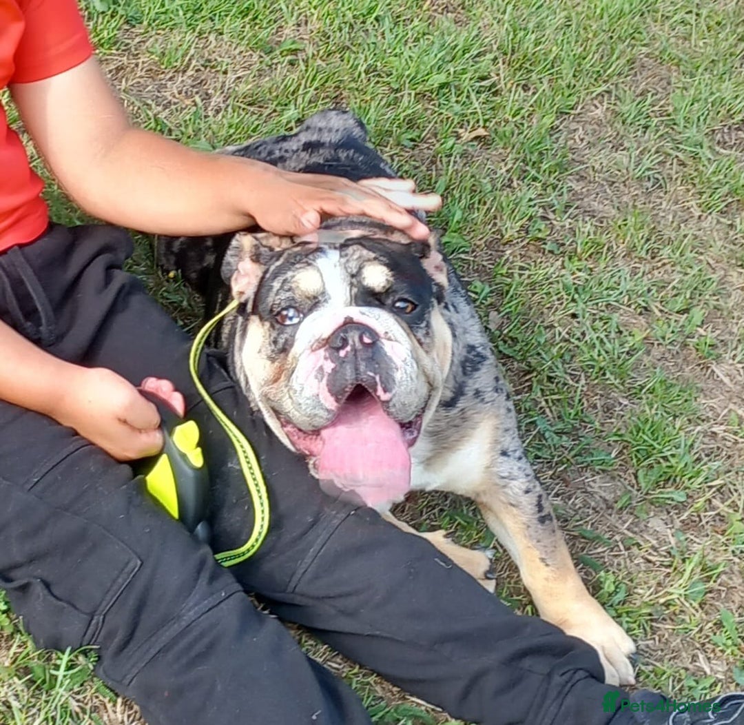 English Bulldog dogs for sale: Female British Bulldog - Image 4