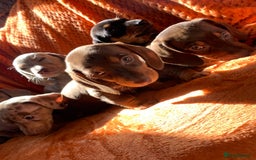 Miniature Dachshund dogs for sale: Minature daschund rainbow litter READY 19th SEPT - Image 20