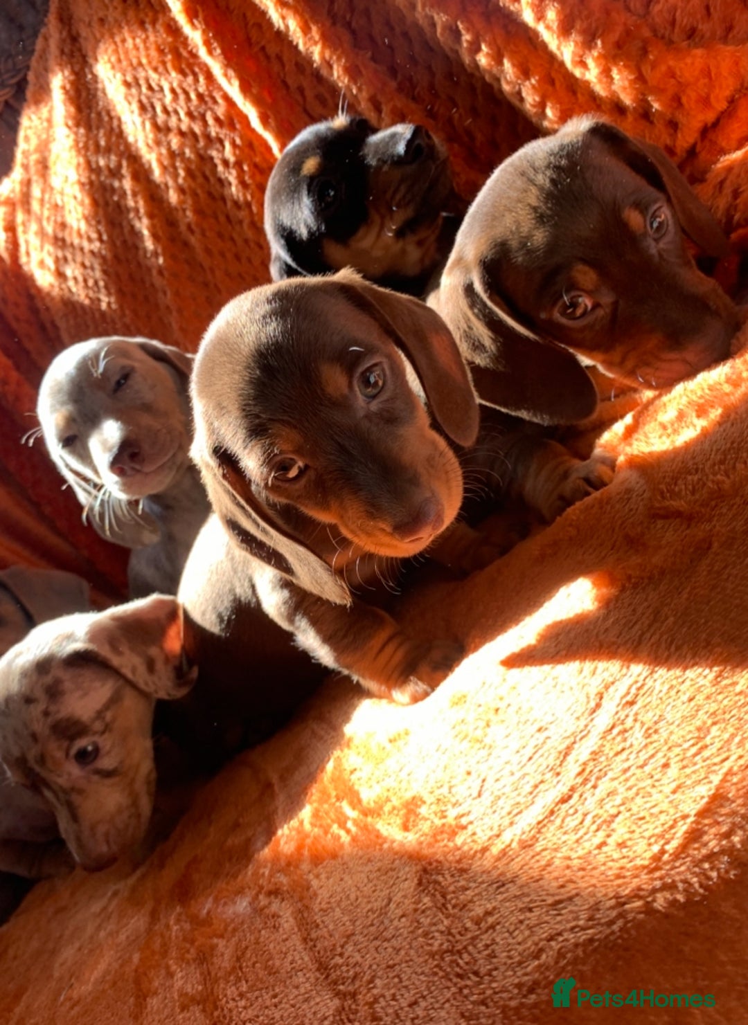 Miniature Dachshund dogs for sale: Minature daschund rainbow litter READY 19th SEPT - Image 20