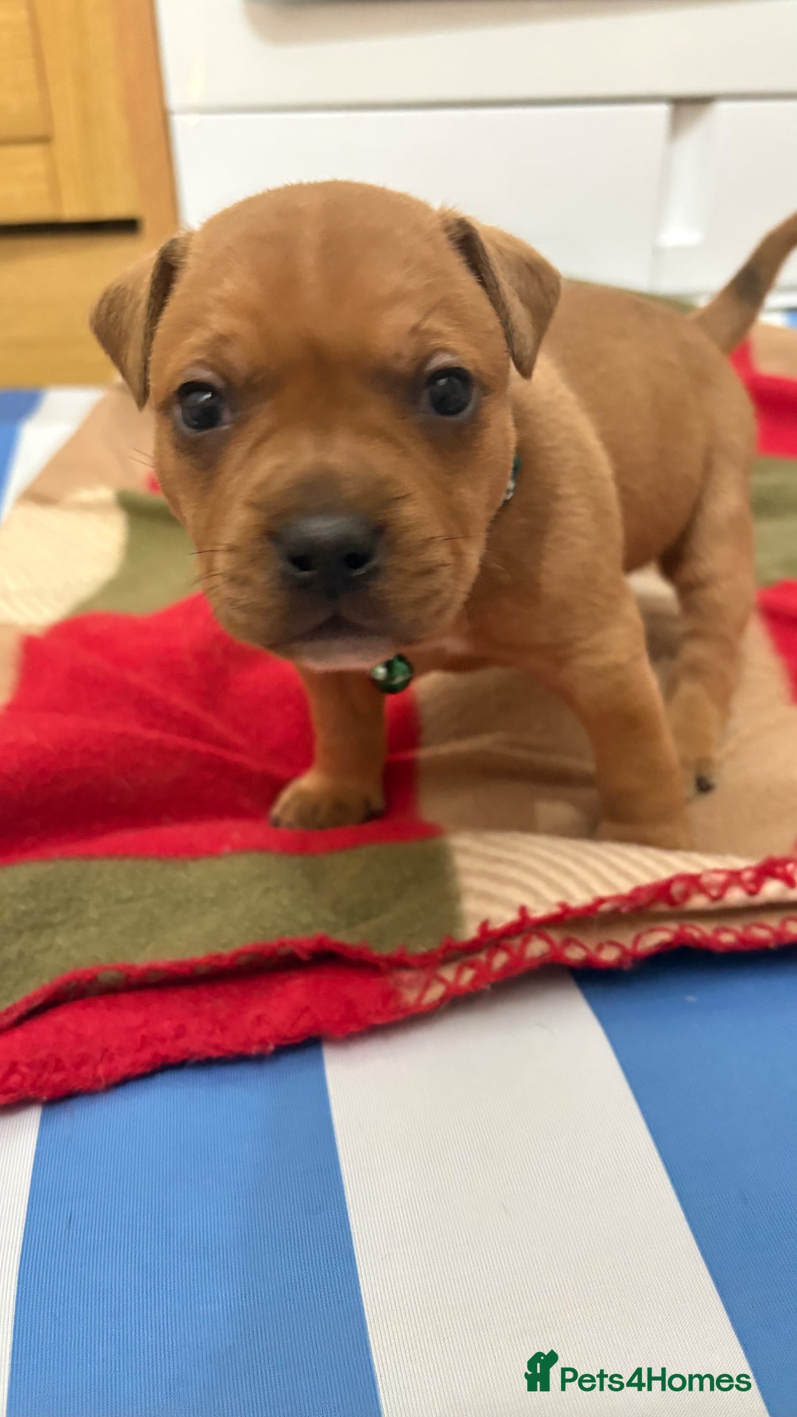 Staffordshire Bull Terrier dogs 1💙🔥🔥STUNNING RED STAFF BULL TERRIER PUPPIES🔥🔥 - Advert 9