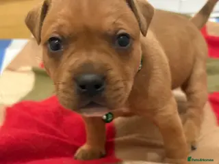 Staffordshire Bull Terrier dogs 1💙🔥🔥STUNNING RED STAFF BULL TERRIER PUPPIES🔥🔥 - Advert 9