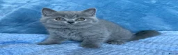 British Shorthair cats for sale: Beautiful BSH&BLH kittens Lilac&Blue - Advert 5