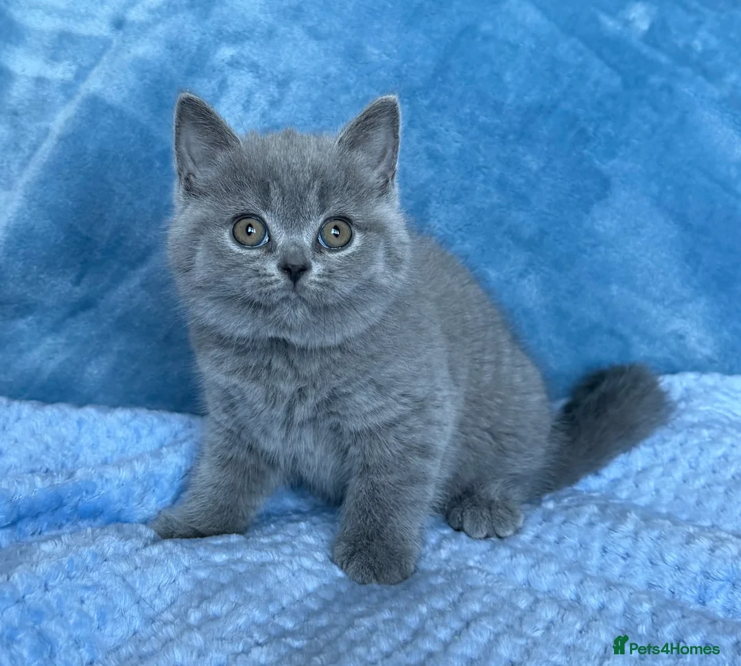 British Shorthair cats for sale: Beautiful BSH&BLH kittens Lilac&Blue - Advert 5