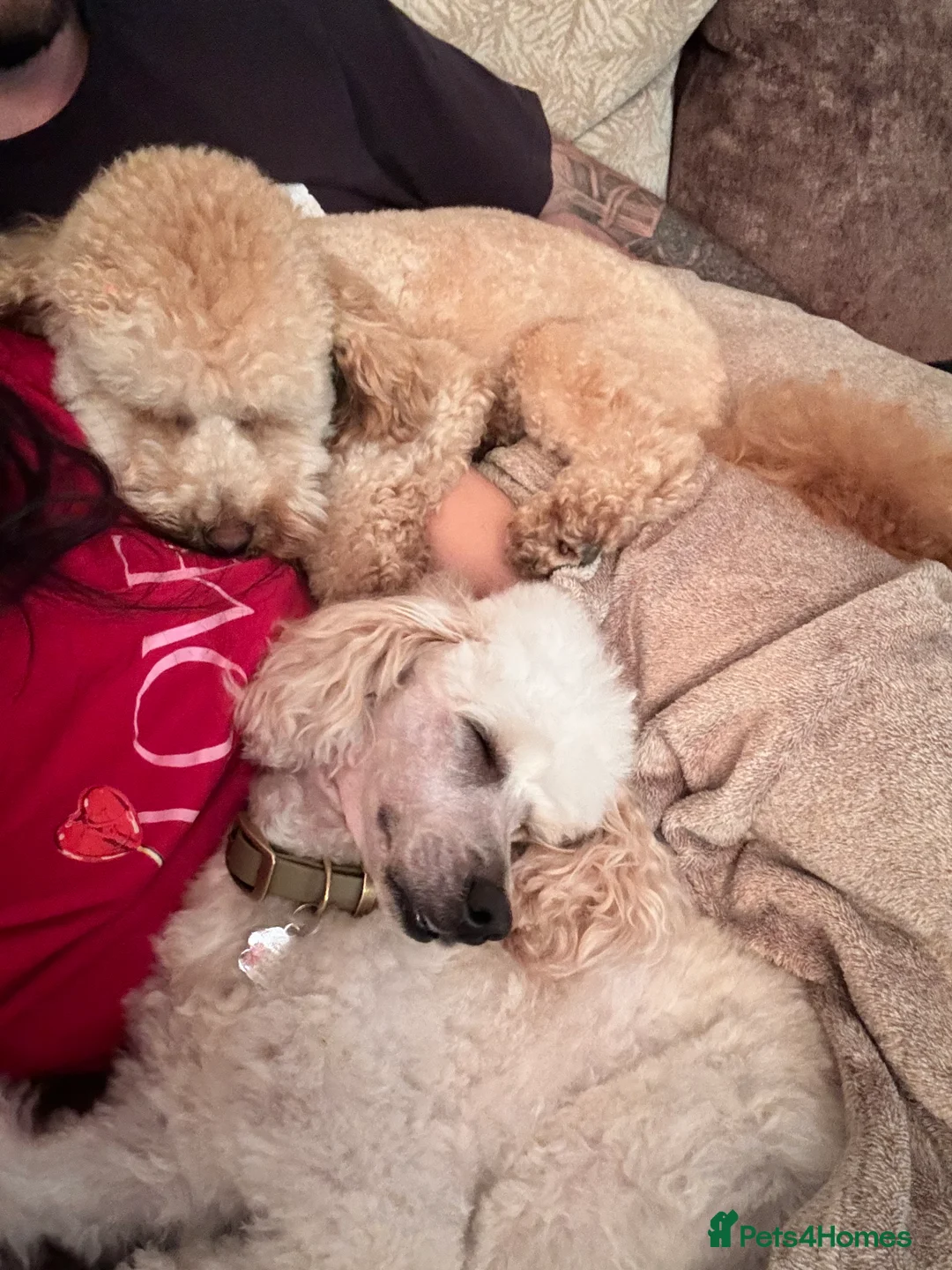 Miniature Poodle dogs for stud: Proven - KC REG MINIATURE POODLE STUD 🐩🐾 in Doncaster - Advert 16