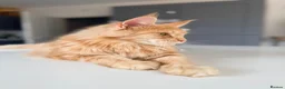 Maine Coon cats for sale: Active Maine Coon cats looking forever homes - Advert 9