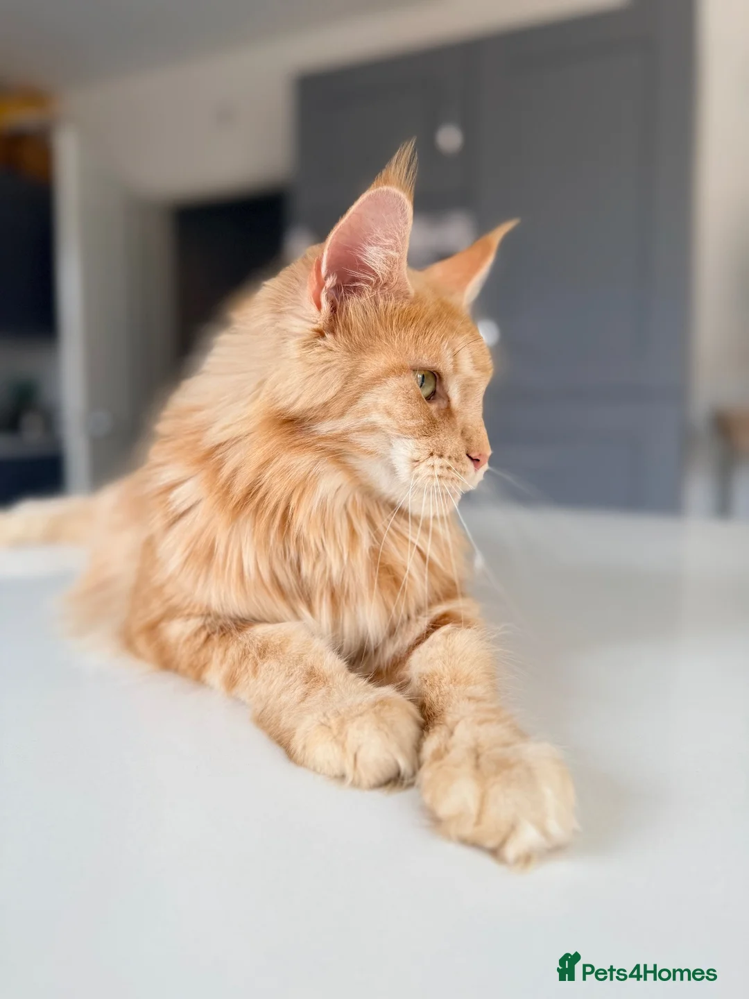 Maine Coon cats for sale: Active Maine Coon cats looking forever homes - Advert 9