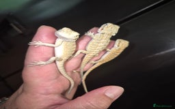 Bearded Dragon reptiles for sale: Bearded dragons  babies  - Image 24
