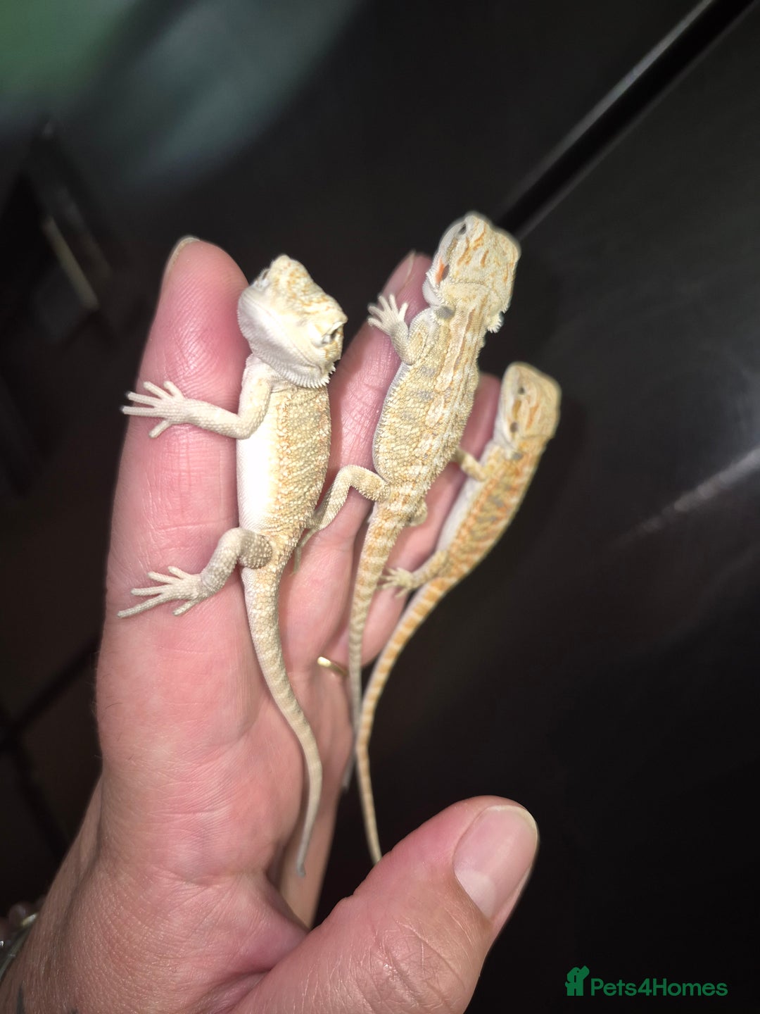 Bearded Dragon reptiles for sale: Bearded dragons  babies  - Image 24