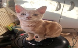 Mixed Breed cats for sale: Beautiful mixed kittens  - Image 29