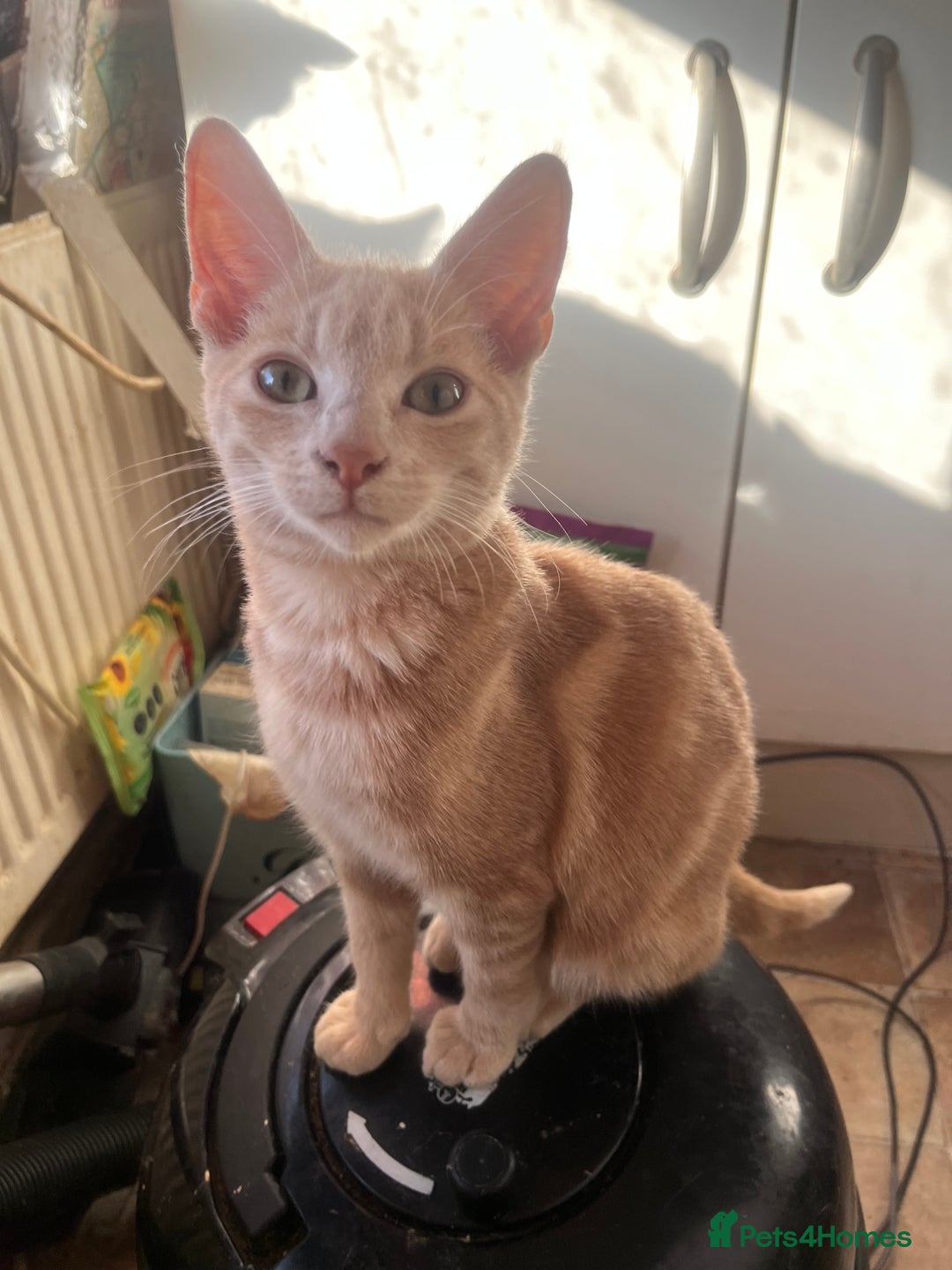 Mixed Breed cats for sale: Beautiful mixed kittens  - Image 29