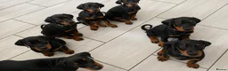 Dobermann dogs for sale: KC REGISTERED - DOBERMAN PUPPIES - Advert 8
