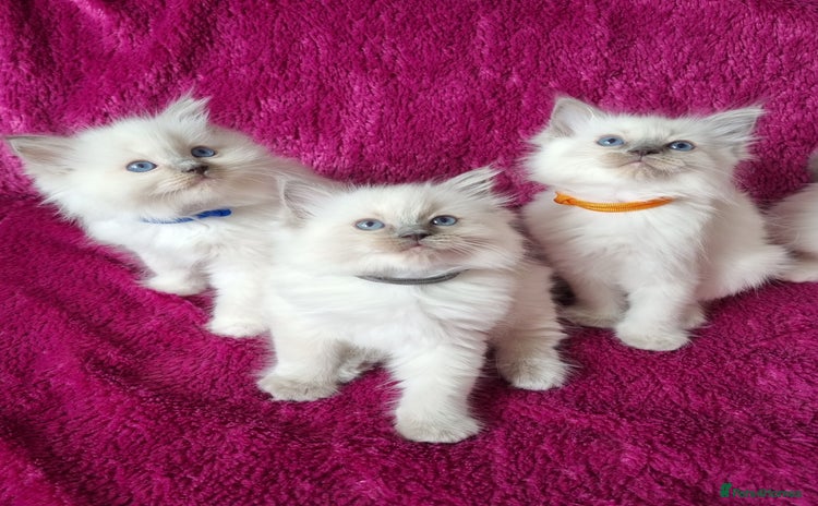 Ragdoll cats - Advert 2