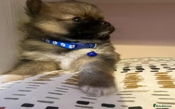 Pomeranian dogs for sale: Pomeranian puppies  - Image 5