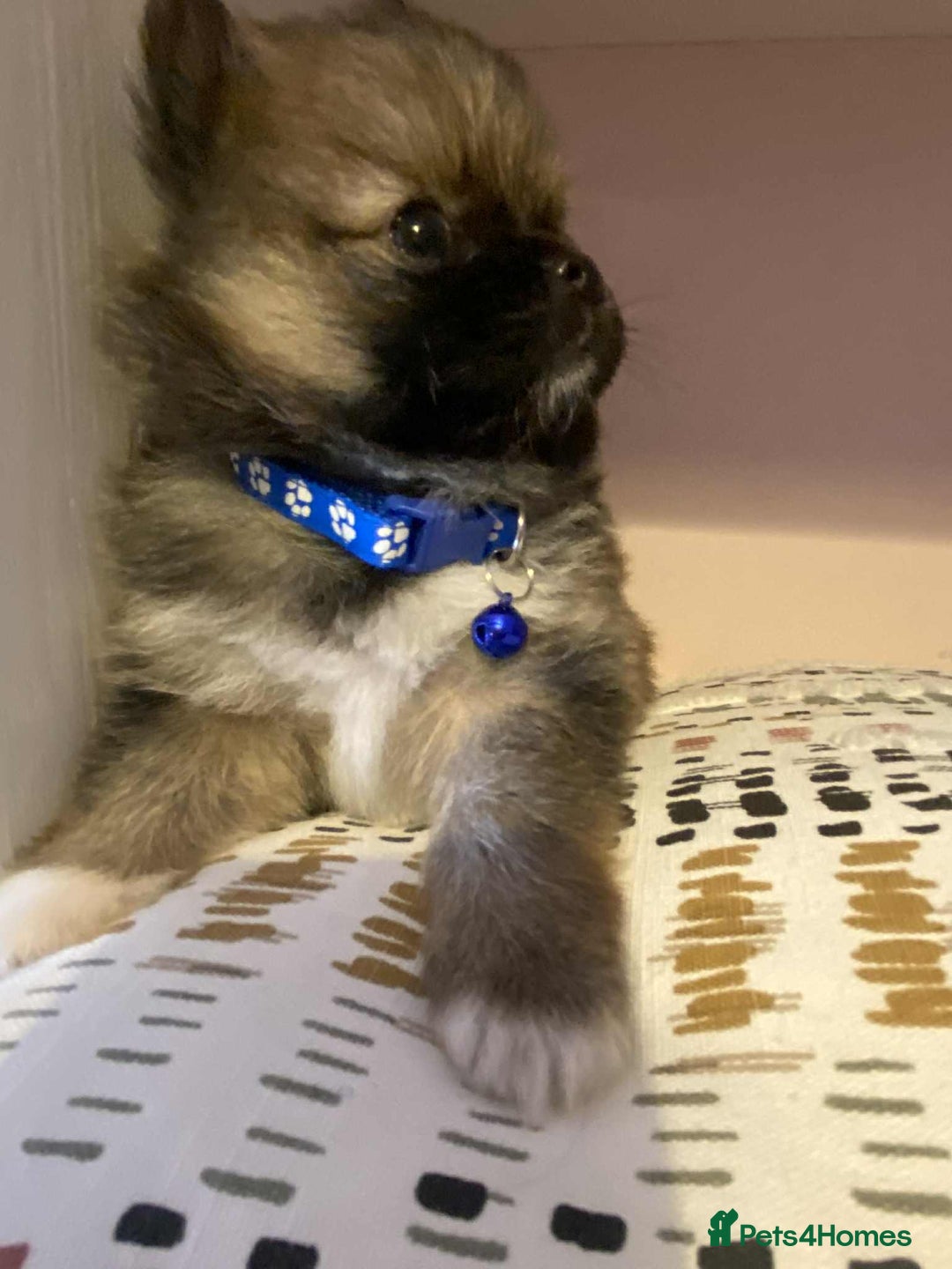 Pomeranian dogs for sale: Pomeranian puppies  - Image 5