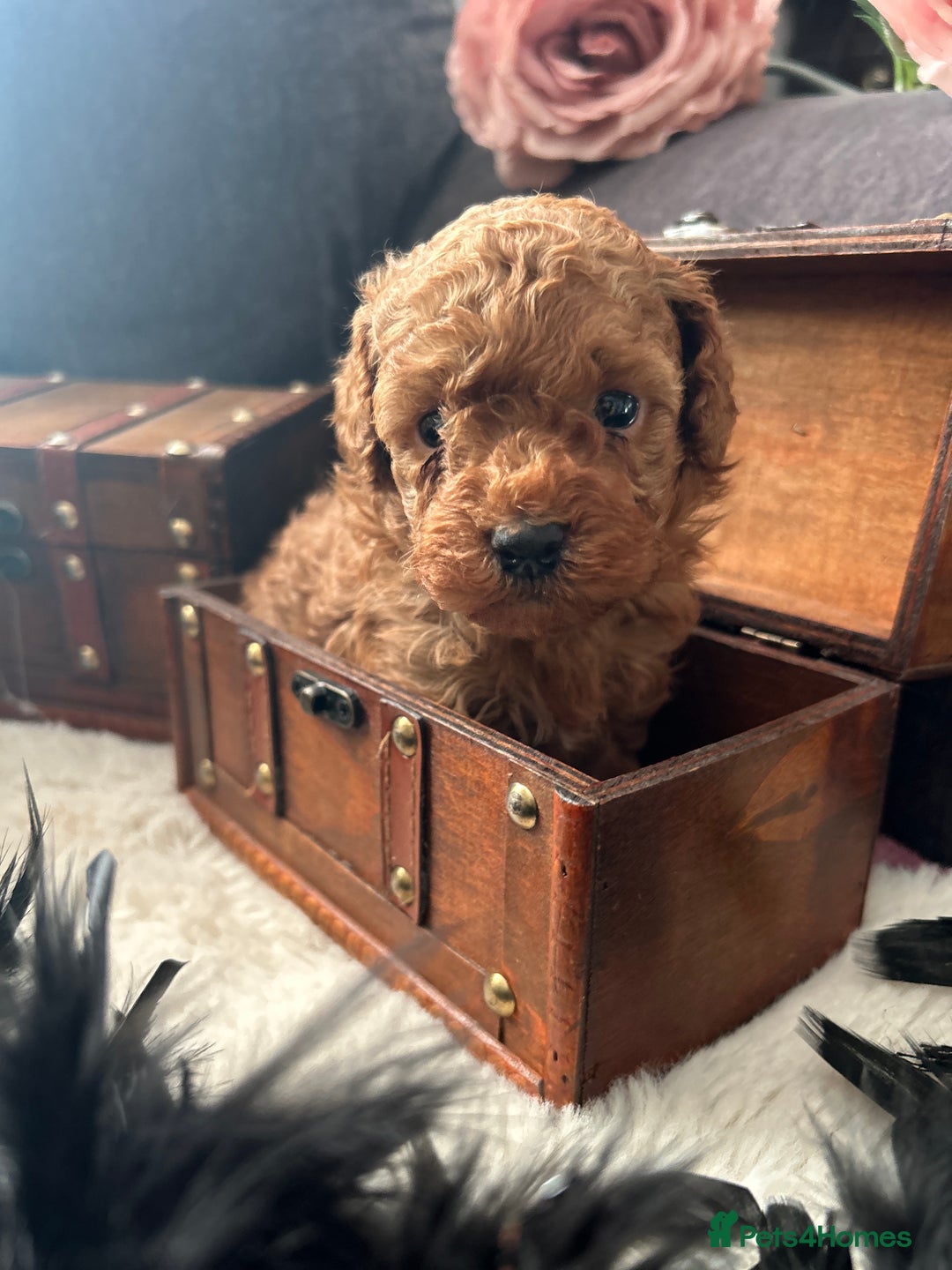 Toy Poodle dogs for sale: RED Toy Poodles  - Advert 15