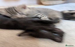 Mixed Breed cats for sale: Kittens for sale - Image 11