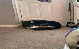 Mixed Breed dogs for sale: Siberian Husky/Border Collie cross - Advert 8