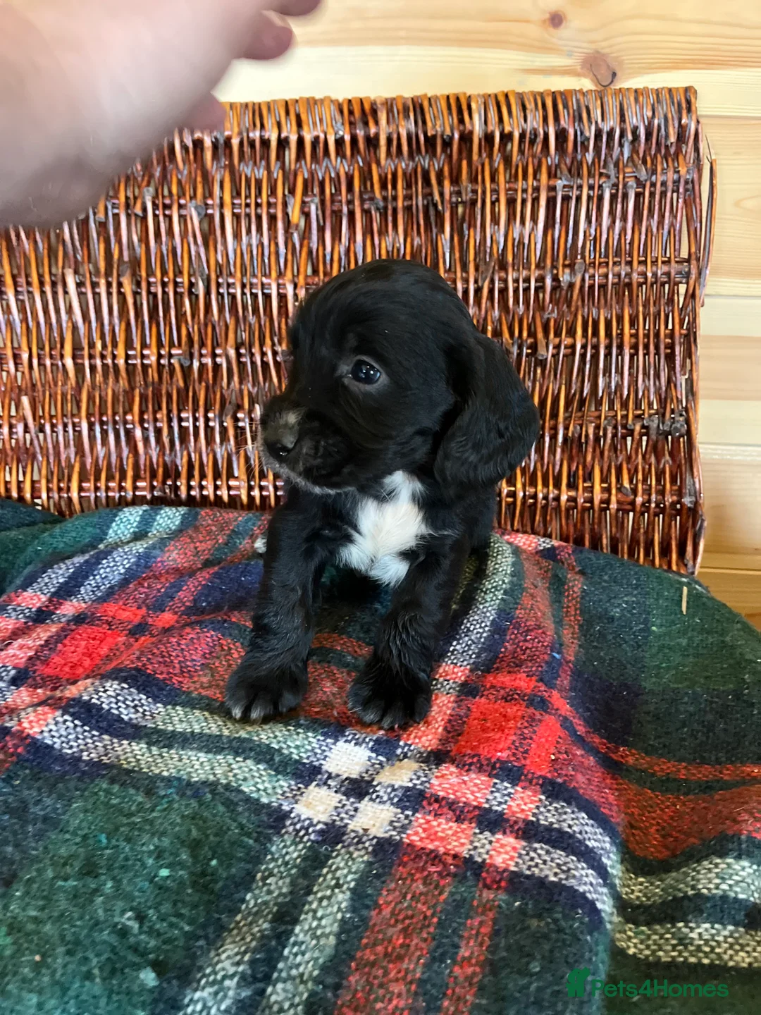 Cocker Spaniel dogs for sale: cocker spaniels - Advert 6