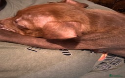 Staffordshire Bull Terrier dogs for sale: GORGEOUS STAFFY PUPPES 8WeeK. - Image 6